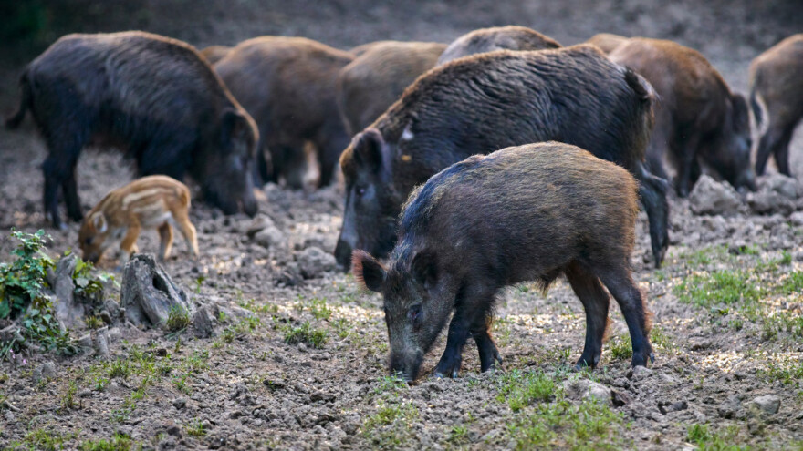 Divlje svinje problem za klimu? Proizvedu iste količine CO2 kao 1,1 milijun automobila