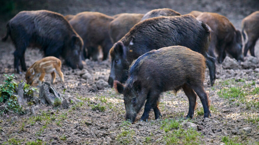 Divlje svinje problem za klimu? Proizvedu iste količine CO2 kao 1,1 milijun automobila