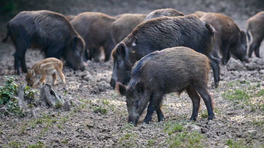 Masovno uginuće divljih svinja u Nevesinju: Sve pozitivne na virus afričke kuge!
