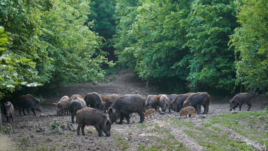 Pogledajte kako je krdo divljih svinja uletjelo u selo kod Gračanice