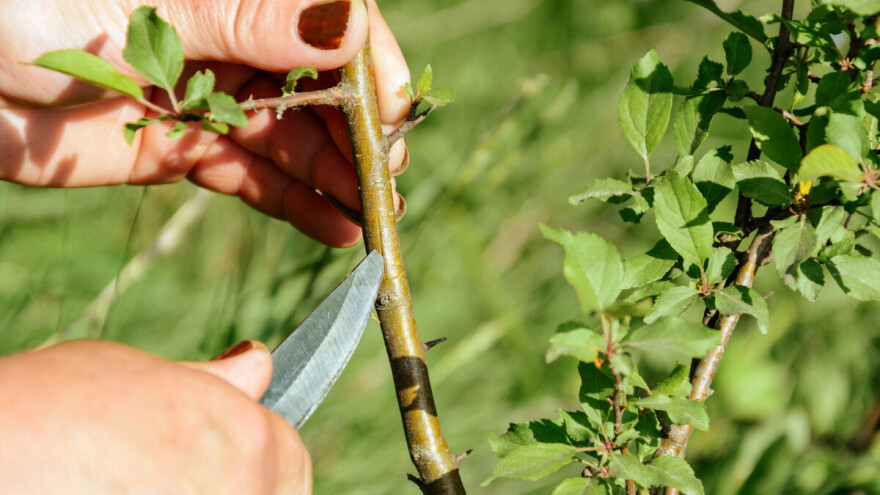 Kalemljenje očenjem na spavajući pupoljak - kako se izvodi?