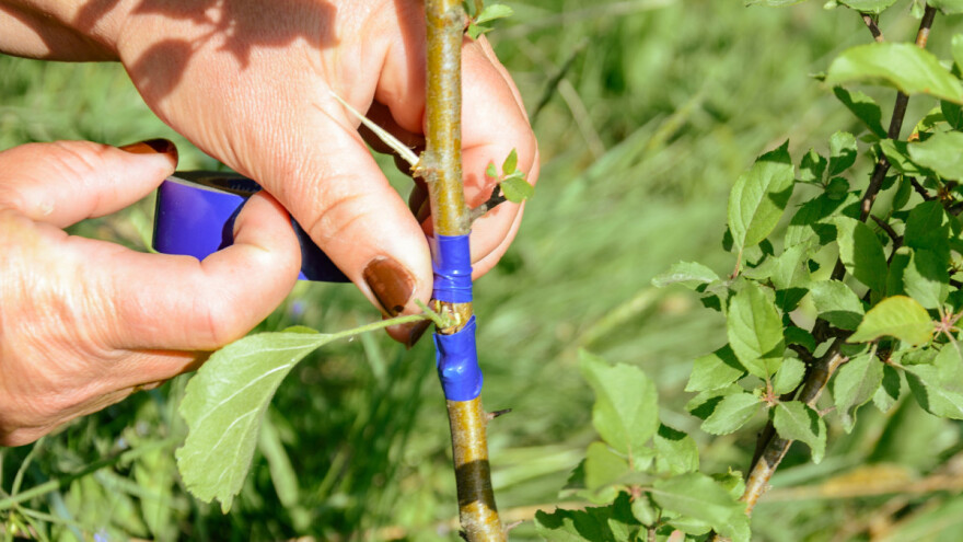 Još imate vremena za kalemljenje čip okulacijom