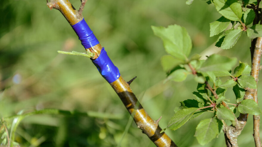 Kalemljenje na spavajući pupoljak obavlja se do pred kraj rujna