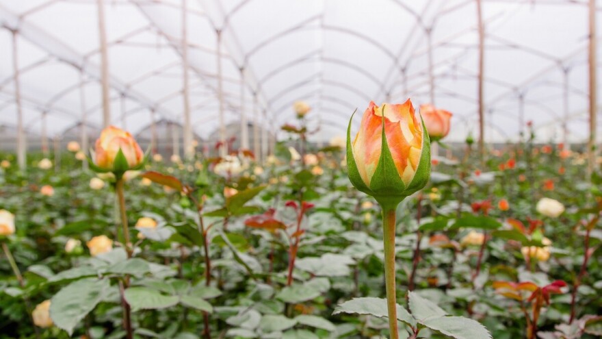 Proizvodnja rezanog cveta ruže u Čoki ima višedecenijsku tradiciju