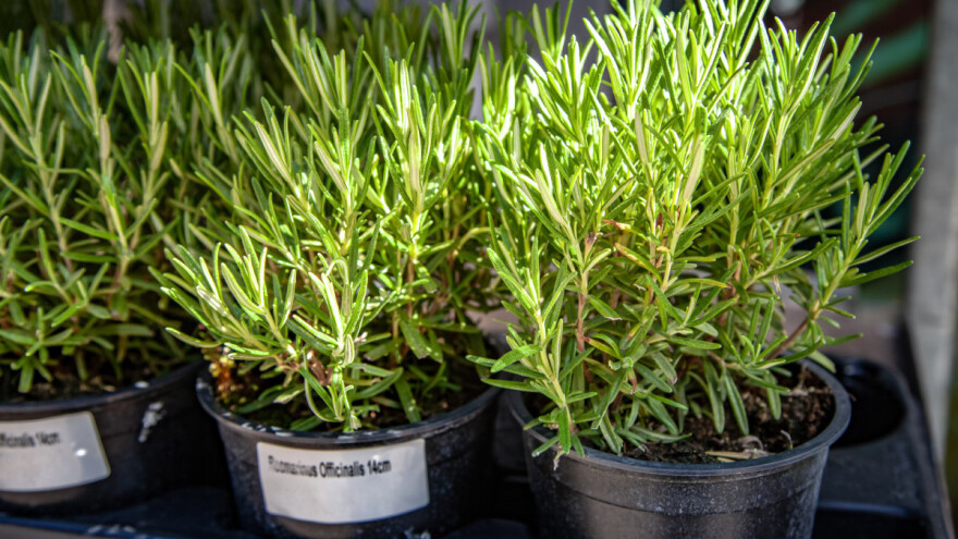 Kako negovati ruzmarin da uspešno prezimi u zatvorenom prostoru?
