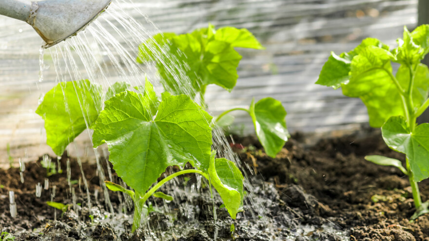 Jod u povrćarstvu se koristi u mikrodozama - kako napraviti rastvor?