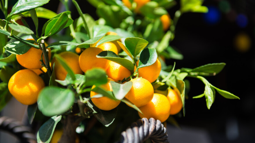 Primarni proizvođači, započela je isplata Covid potpora