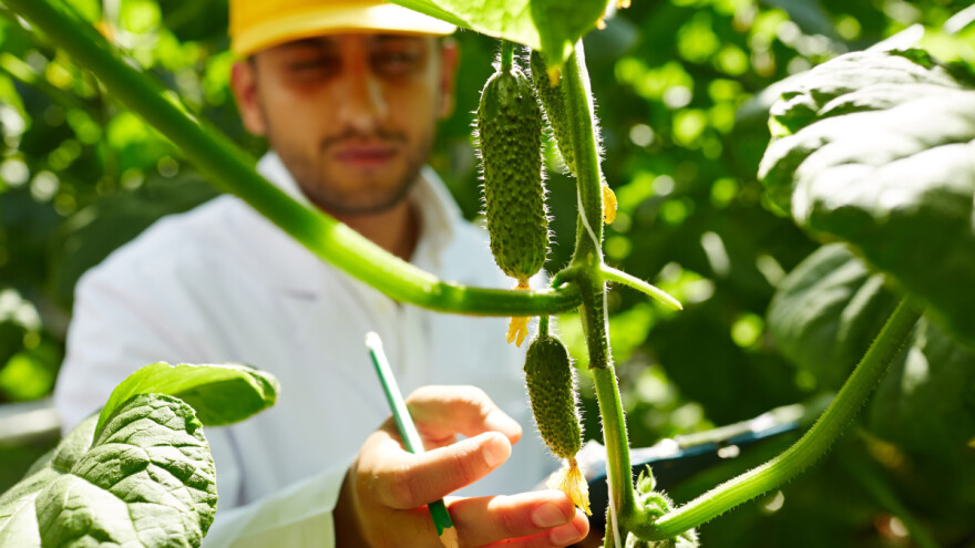 Rusija se priprema za rekordnu berbu povrća