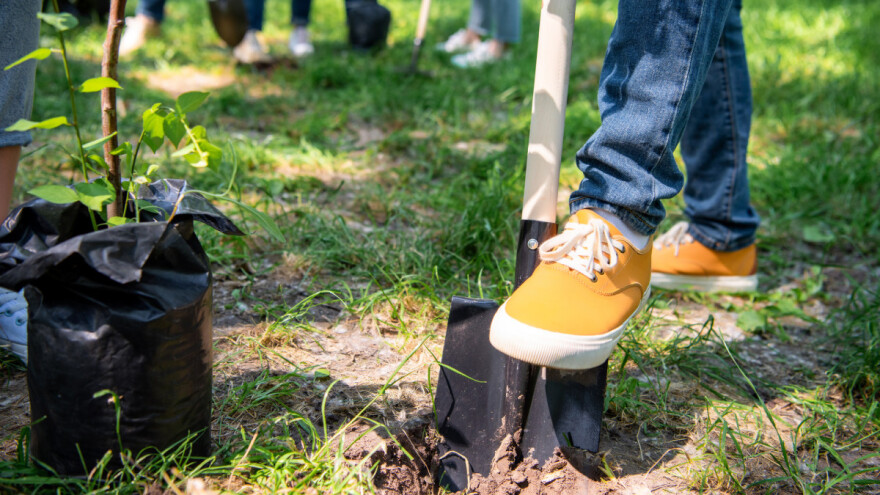 Šta pojedinac može uraditi za planetu - posaditi drvo