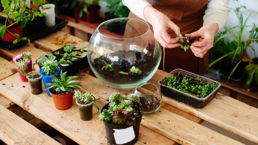 Biljni terariji sve popularniji - koji je postupak izrade?