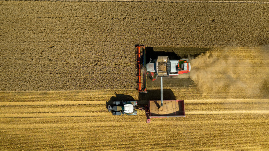 Ove nedelje raste cena pšenice, kukuruza i uljane repice?