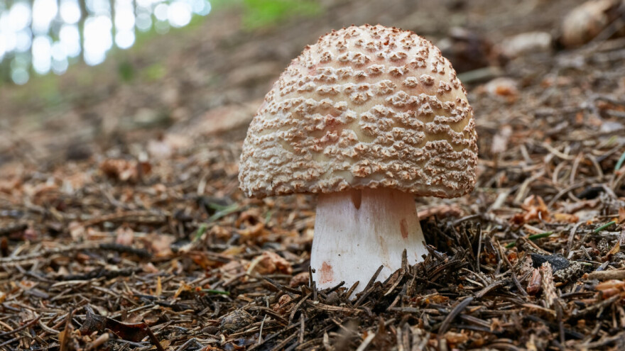 Biserna muhara, bisarka ili bisernica: uvjetno jestiva za vrsne poznavatelje gljiva