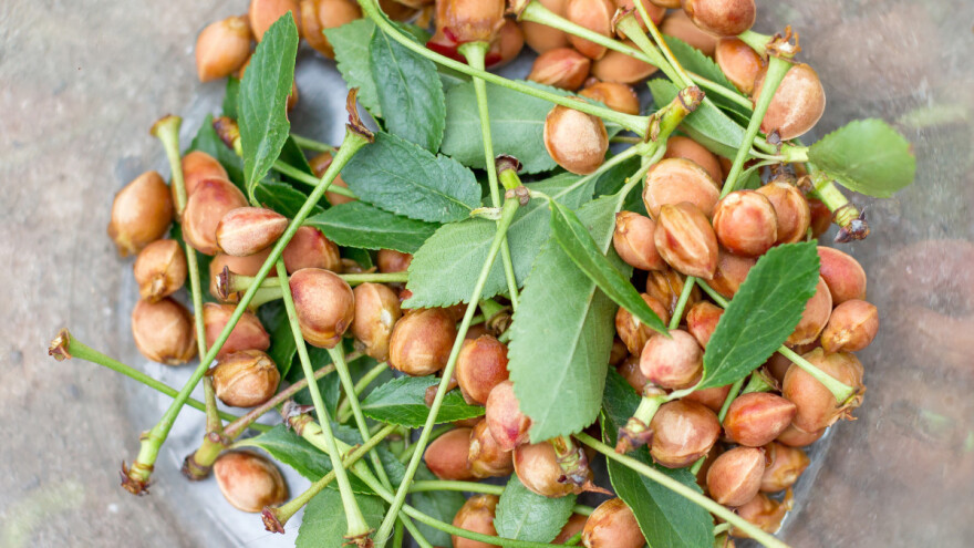 Jeo trešnje sa košpicom - jedva "pretekao"