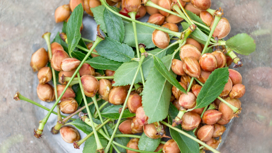 Jeo trešnje sa košticom - jedva "pretekao"