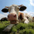 Apsurd: Za ispašu krava u Nizozemskoj trebaju dozvolu - stočari prosvjeduju