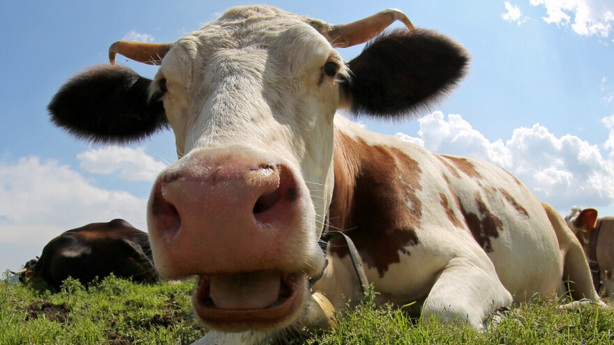 Krave muču jedno kad su gladne i nesretne, a drugo kada su zadovoljne?