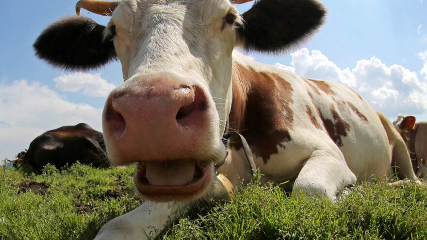 Apsurd: Za ispašu krava u Holadniji trebaju dozvolu - stočari protestvuju