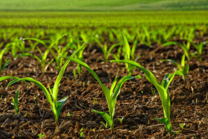 Kako osigurati ravnomjerno nicanje kukuruza?