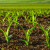 Kako osigurati ravnomerno nicanje kukuruza? Zdravo seme i pravilna priprema zemlje su ključni