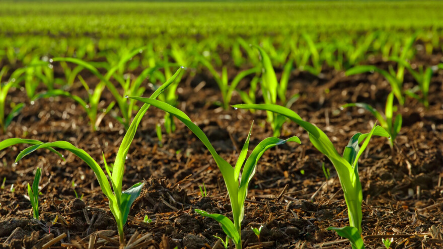 Kako osigurati ravnomerno nicanje kukuruza? Zdravo seme i pravilna priprema zemlje su ključni