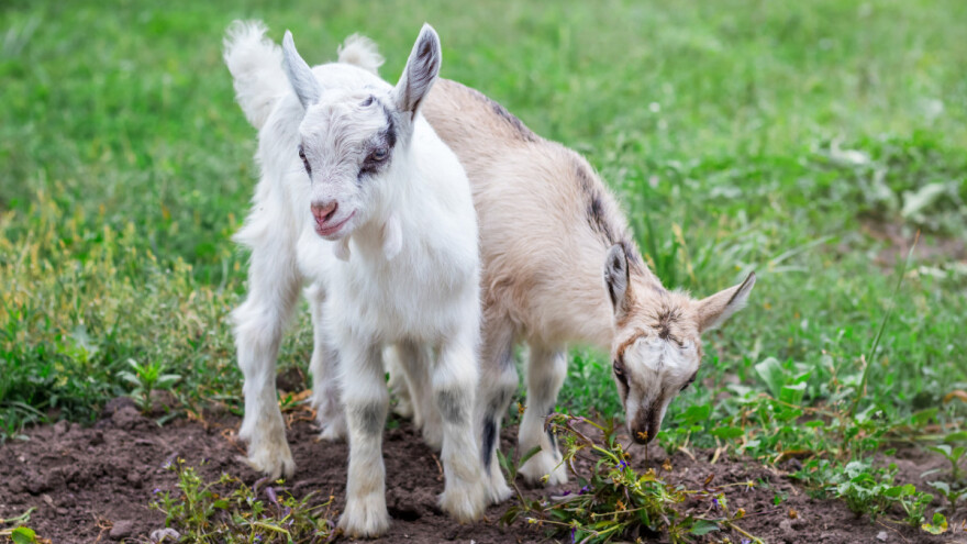 Kakav je postupak s jaradi nakon jarenja do zalučenja?