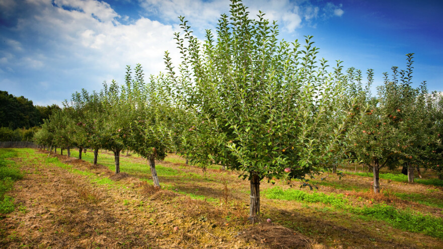 Koja voćka rađa već u prvoj, a koja ima pun rod do 35. godine?