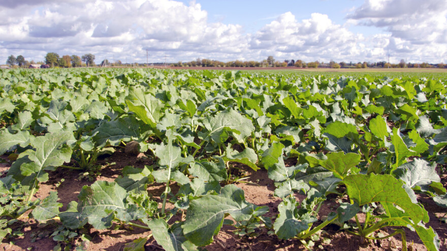 Nema visokih rezultata u uljanoj repici bez uravnotežene gnojidbe