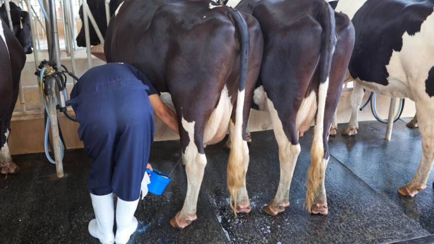 Krvavo vime kod krava - nova bolest, uzroci se ne znaju