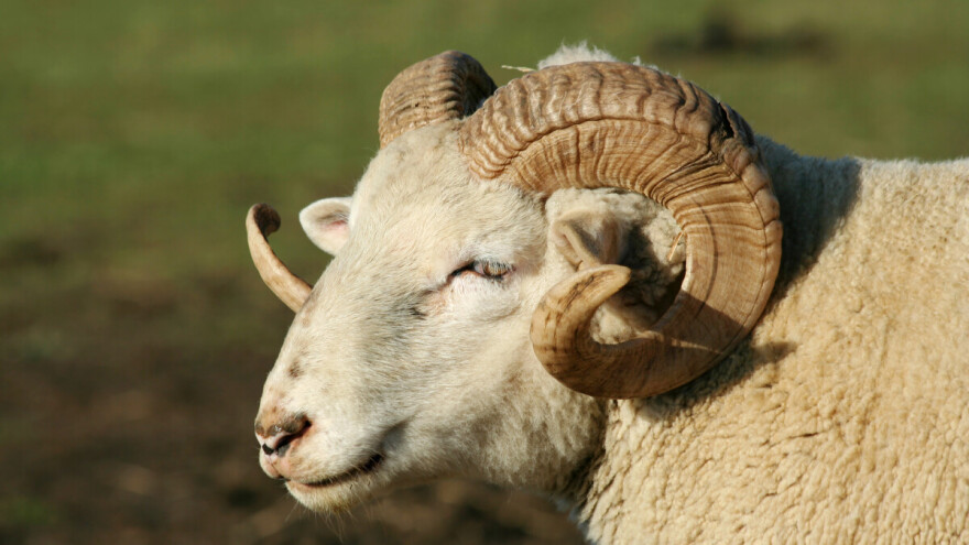 Preporuke INZ-a u vezi klanja kurbana, zbrinjavanja mesa i otpada