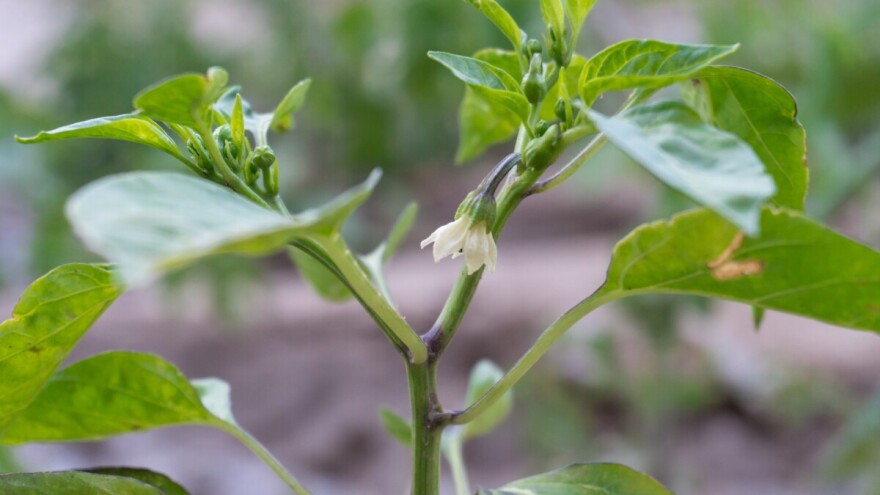 Zašto otpadaju cvetovi i plodovi kod paprike, krastavca i paradajza?