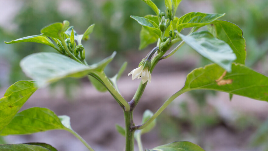 Zašto otpadaju cvjetovi i plodovi kod paprike, krastavca i pradajza?