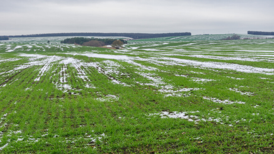 Bolesti i štetočine registrirane u ozimim usjevima