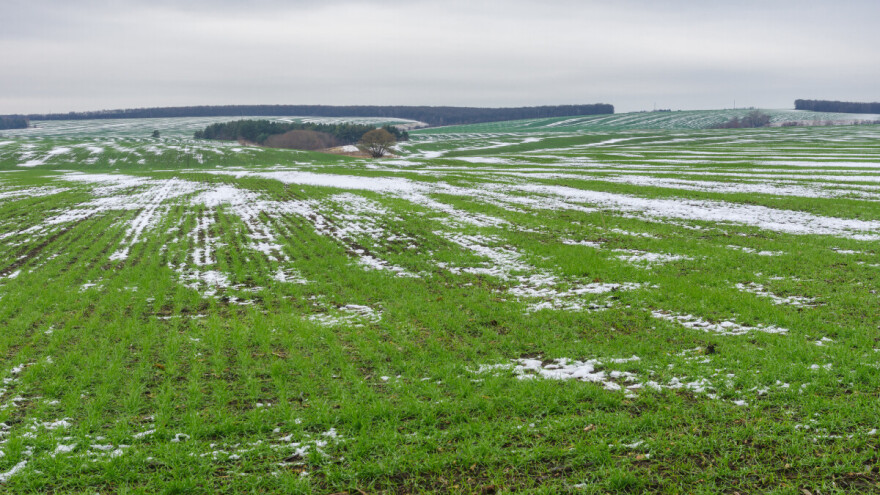 Ukrajinski usevi u fazi uspavanosti zbog nestabilnog vremena