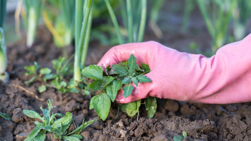 Organski načini za suzbijanje korova - u voćnjaku i povrtnjaku?