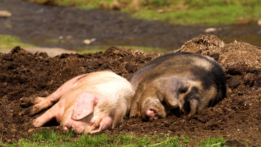 Velika Britanija donosi novi Zakon o dobrobiti životinja, ali i subvencije za stočare