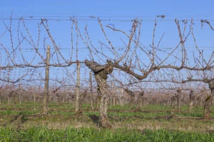 Obavijest vinogradarima koji nemaju pristup AGRONET-u, a žele se prijaviti za potpore