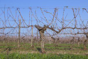 Obavijest vinogradarima koji nemaju pristup AGRONET-u, a žele se prijaviti za potpore