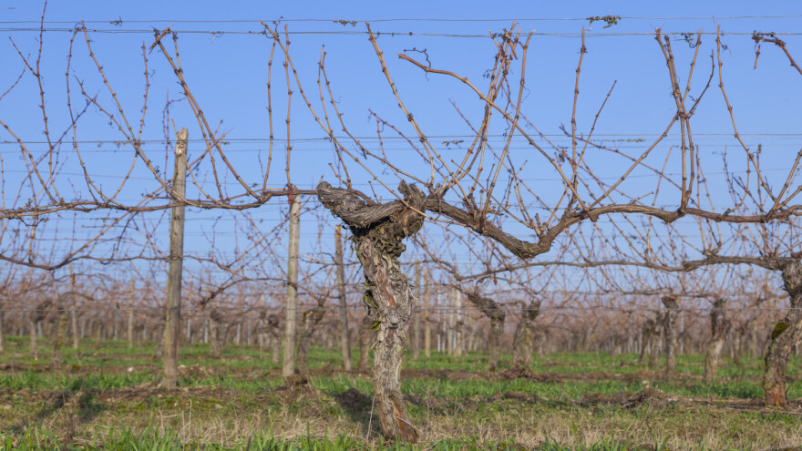 Obavijest vinogradarima koji nemaju pristup AGRONET-u, a žele se prijaviti za potpore