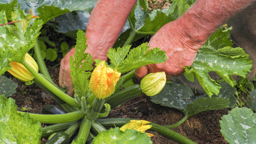 Njega tikvica na otvorenom - tri koraka do boljeg roda