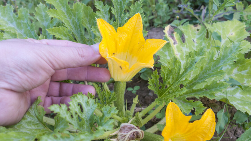 Kada i kako ručno oprašiti tikvice?