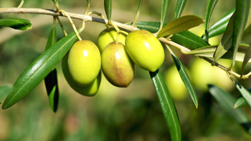 Maslina će i u Bosnu? Kakva je bila maslinarska 2023. u Hercegovini?