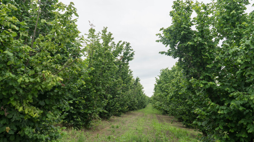 Uzgoj lješnjaka: Agromeliorativno đubrenje i navodnjavanje