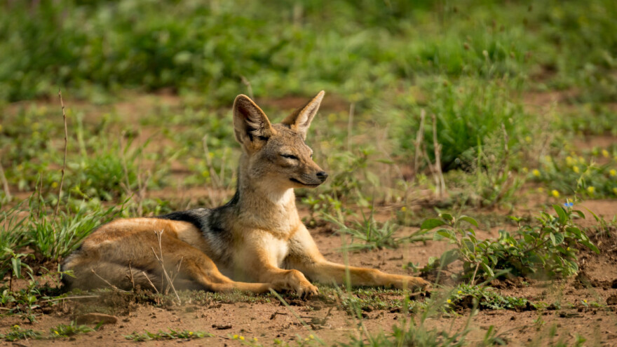 Napadaju domaće životinje: Divlje zveri sve učestalije u selima?