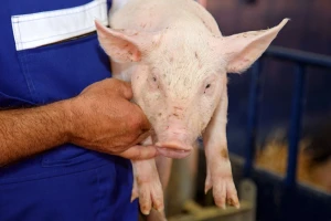 Šta se dešava sa nemačkim stočarstvom: Uvode nove poreze, pada potrošnja mesa?