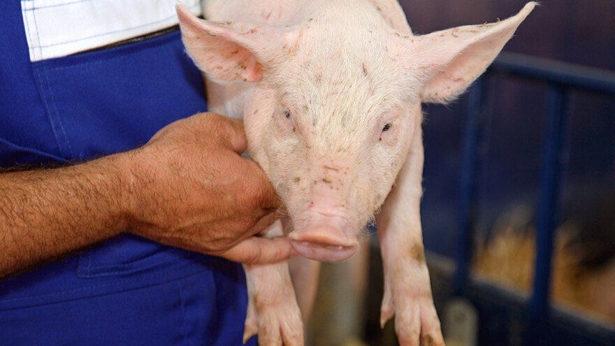 Vojvođanski stočari: Otvoren konkurs za nabavku priplodnih grla