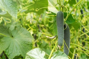 Navodnjavanje, prihrana i zaštita kasnog krastavca salatara
