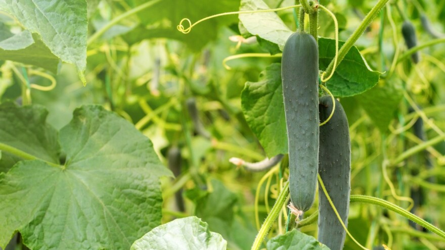 Navodnjavanje, prihrana i zaštita kasnog krastavca salatara