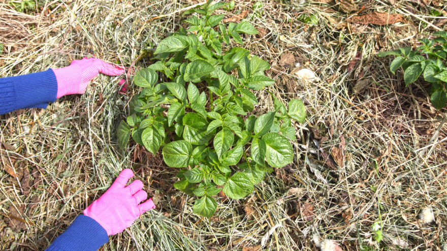 Uzgoj krumpira bez obrade tla - pod slamom ili sijenom