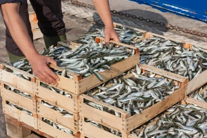 Mediteranske sardine "izgubile" i na dužini i na težini. Naučnici objasnili zašto