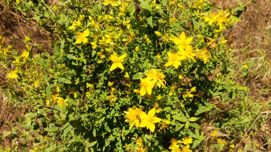 Ljekoviti kantarion nema velike zahtjeve pri uzgoju - koji su uvjeti uspijevanja?